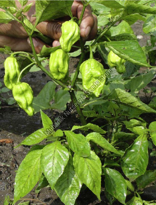 Naga Chilli Plant