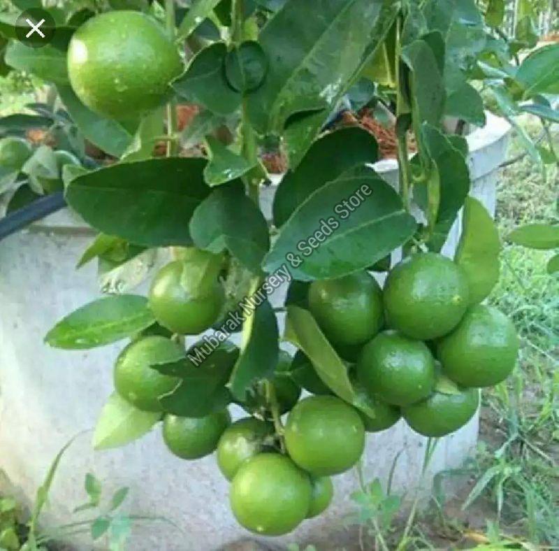 Seedless Lemon Plant