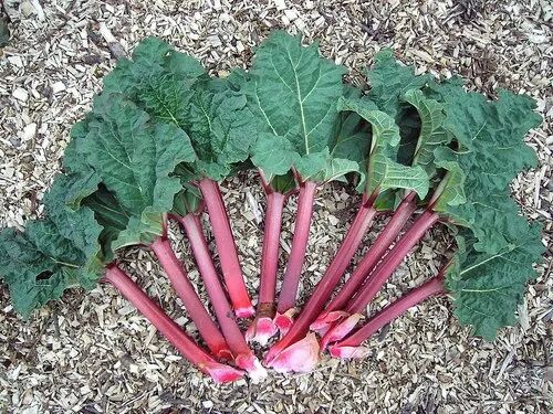 Rhubarb Root Extract