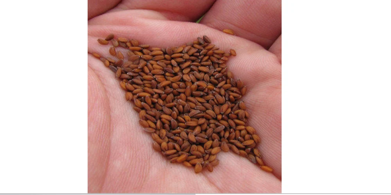 Green Lepidium Sativum Seeds, Packaging Type : Plastic at Rs 150 ...