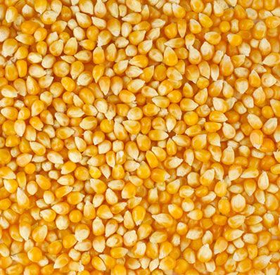 yellow maize seeds