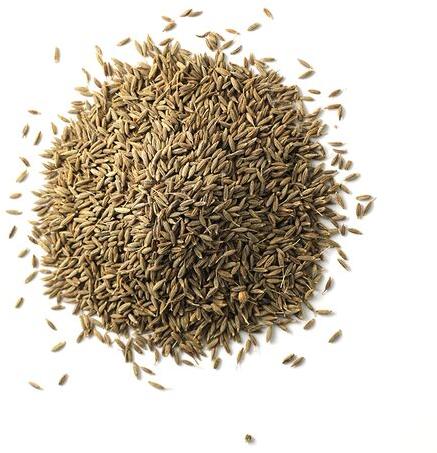 Cumin Seed, for Cooking, Feature : Healthy, Improves Acidity Problem, Improves Digestion, Premium Quality