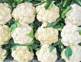 fresh cauliflower