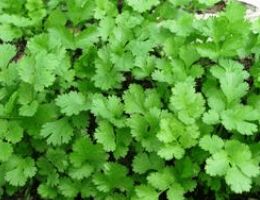 fresh coriander leaves