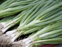 Organic Fresh Green Onion, for Pesticide Free, High Nutritive Value, Packaging Size : 5 Kg, 10 Kg