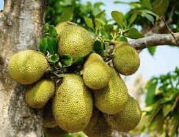 Fresh Jackfruit