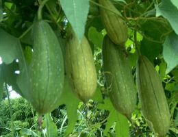 Oval Fresh Luffa Gourd