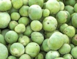 Fresh Round Gourd, Color : Green