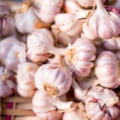 Fresh garlic