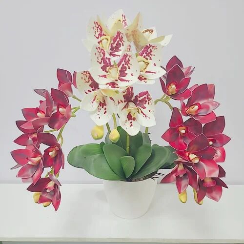 Cymbidium Orchids, Color : White