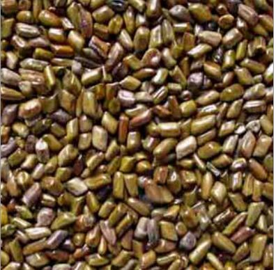 Organic Cassia Tora Seeds, Shelf Life : 1year