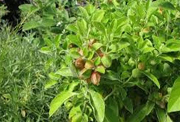 Brown Seed ashwagandha, for Herbal Products, Medicine, Supplements, Style : Fresh