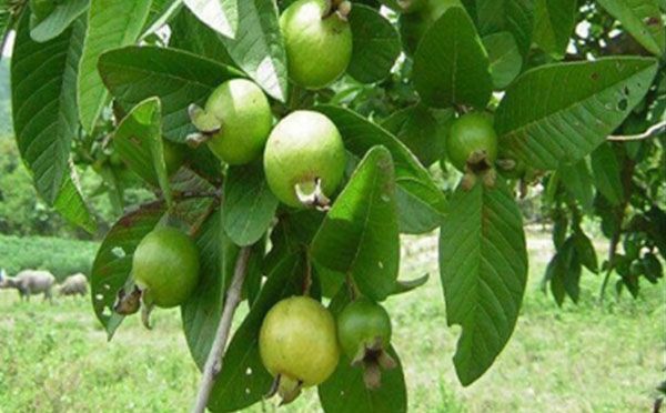 Guava, for Cooking
