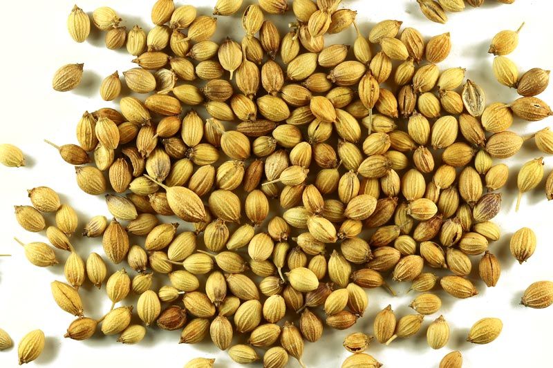 Raw Common Coriander Seeds, Form : Granules, Grade Standard : Food Grade