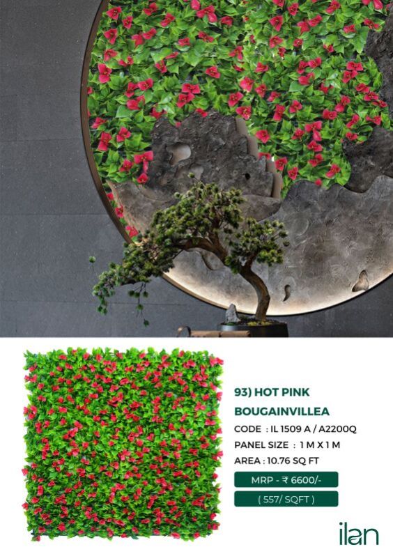 Hot Pink Bougainvillea Green Wall