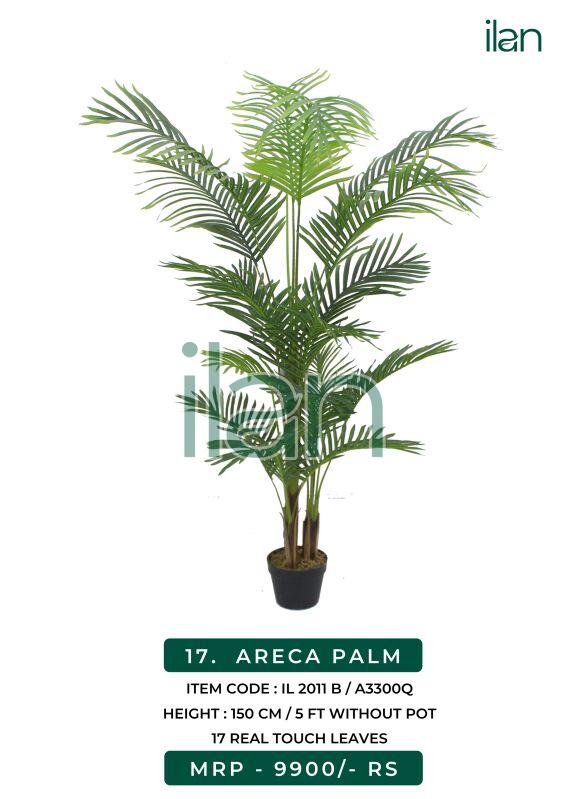 Areca palm plant, Size : 5 FT