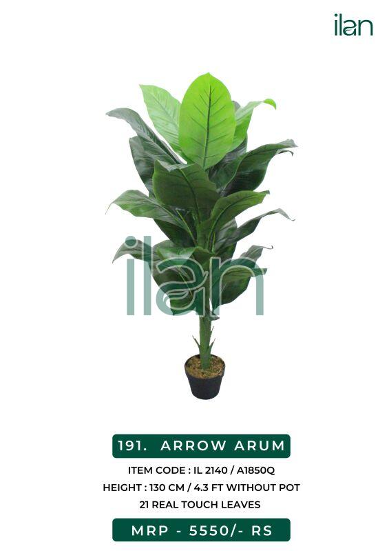 Arrow arum 2140 decorative plants, Size : 4.3 FT