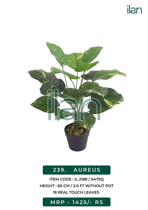 Aureus artificial plant, Size : 2 FT