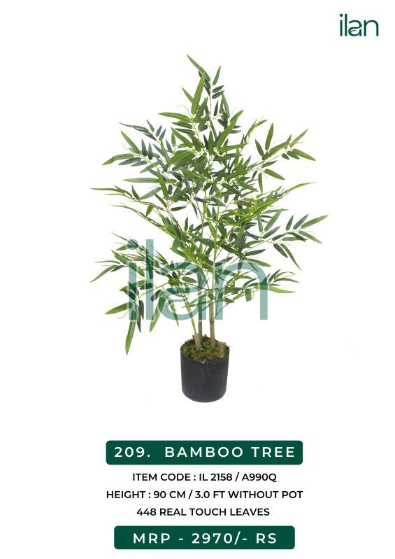 2158 bamboo tree plants, Size : 3 FT