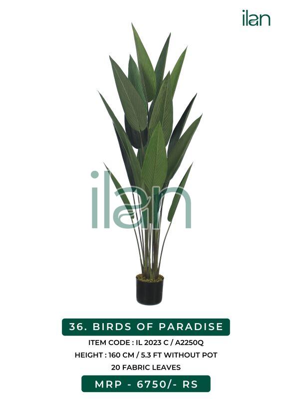 birds of paradise 2023 c plant, Size : 5.3 FT at Rs 1,000 / piece in