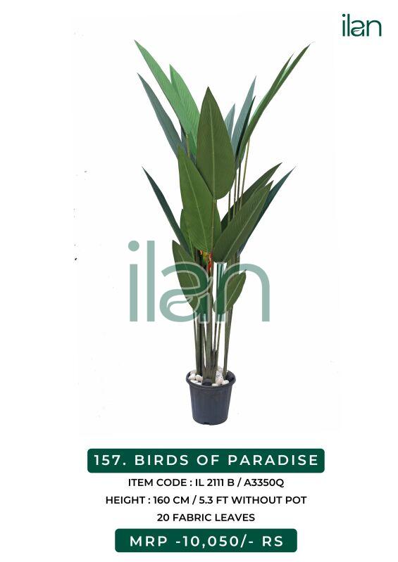 birds of paradise 2111 b plant
