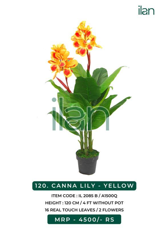 Canna lily yellow decorative plants, Size : 4 FT