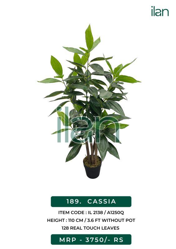 CASSIA, Size : 3.6 FT