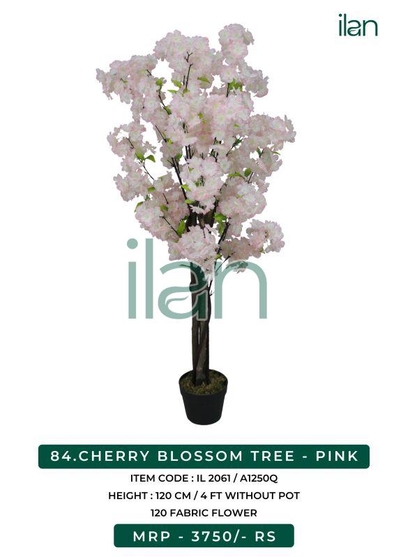 CHERRY BLOSSOM TREE - PINK, Size : 4 FT