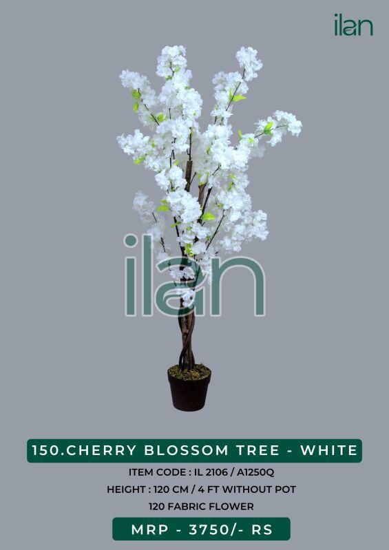 CHERRY BLOSSOM TREE - WHITE, Size : 4 FT