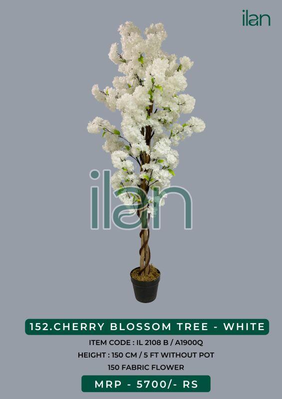 Cherry blossom tree plant, Size : 5 FT