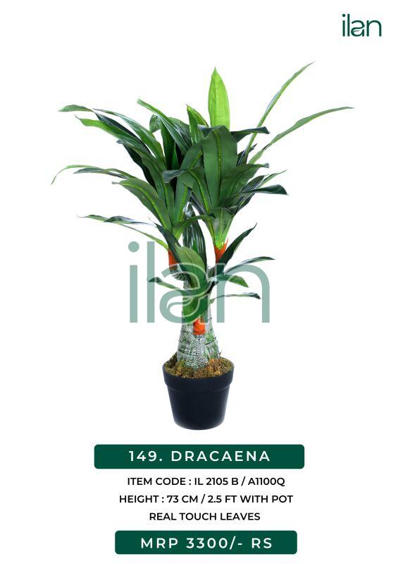 Dracaena 2105 b artificial plant, Size : 2.5 FT