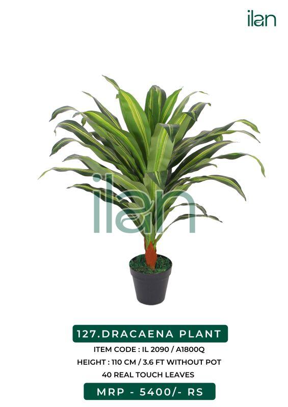 DRACAENA PLANT
