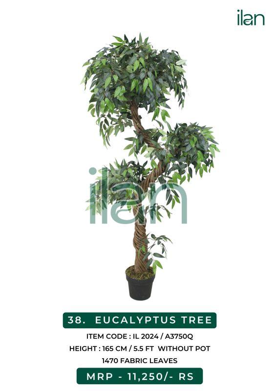 Eucalyptus tree, Size : 5.5 FT