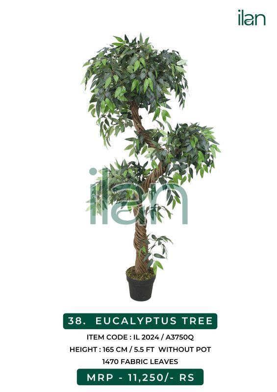 eucalyptus tree