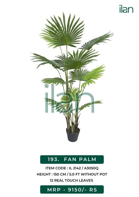 Fan palm 2142 decorative plants, Size : 5 FT