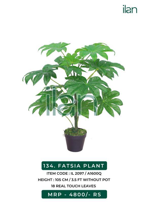 FATSIA PLANT, Size : 3.5 FT