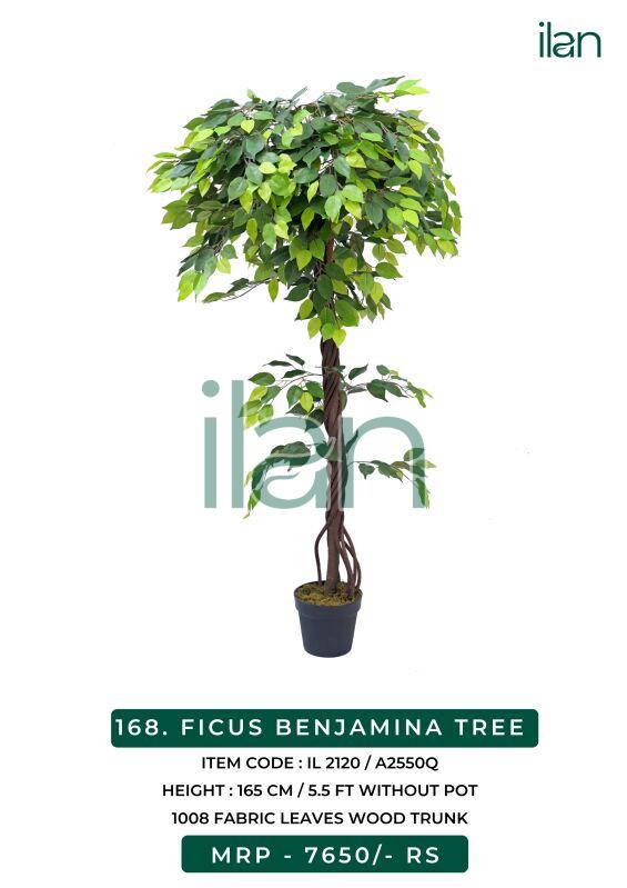FICUS BENJAMINA TREE