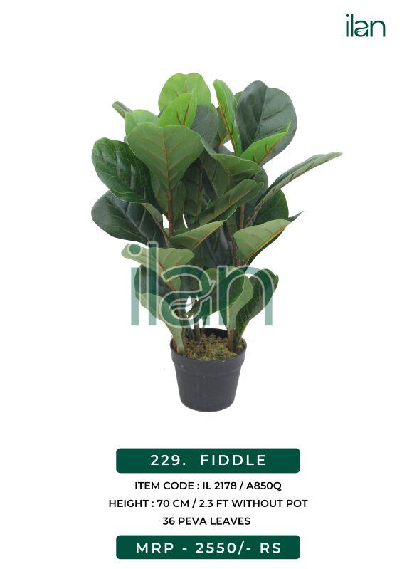 FIDDLE, Size : 2.3 FT
