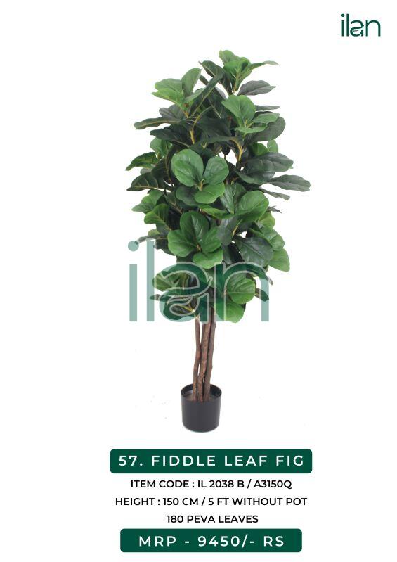 Fiddle leaf fig 2038 b plant, Size : 5 FT