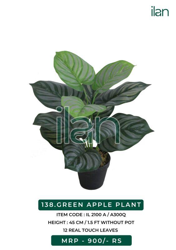 Green apple decorative plant, Feature : Easy Washable