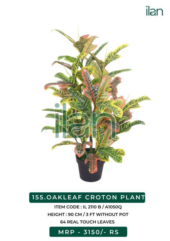 OAKLEAF CROTON PLANT 2110 B, Size : 3 FT