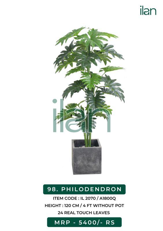 Green PHILODENDRON, Size : 4 FT
