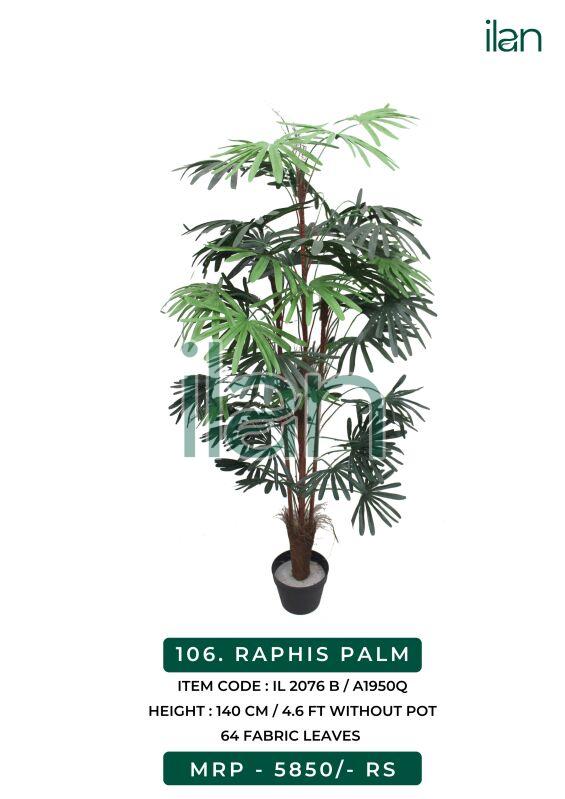 RAPHIS PALM, Size : 4.6 Ft