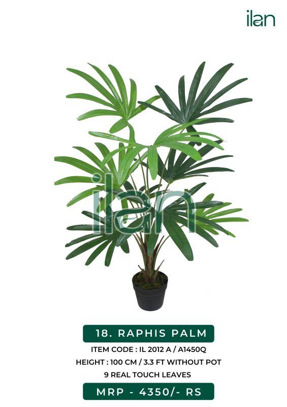Raphis palm 2012 a plant, Size : 3.3 FT
