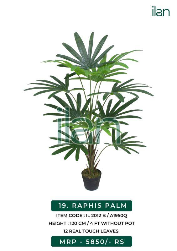 Raphis palm plant 2012 b, Size : 4 FT