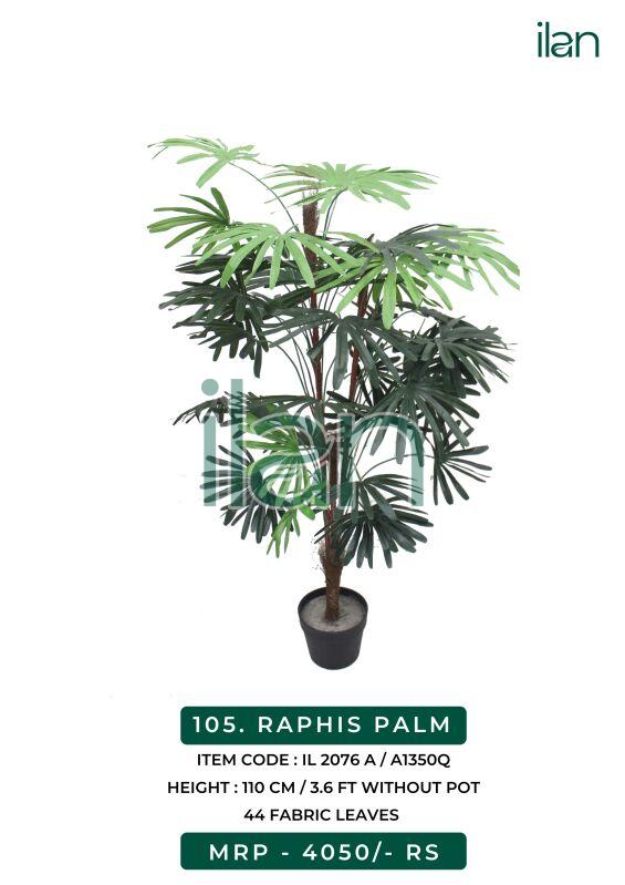 Raphis palm 2076 a plant, Size : 3.6 FT