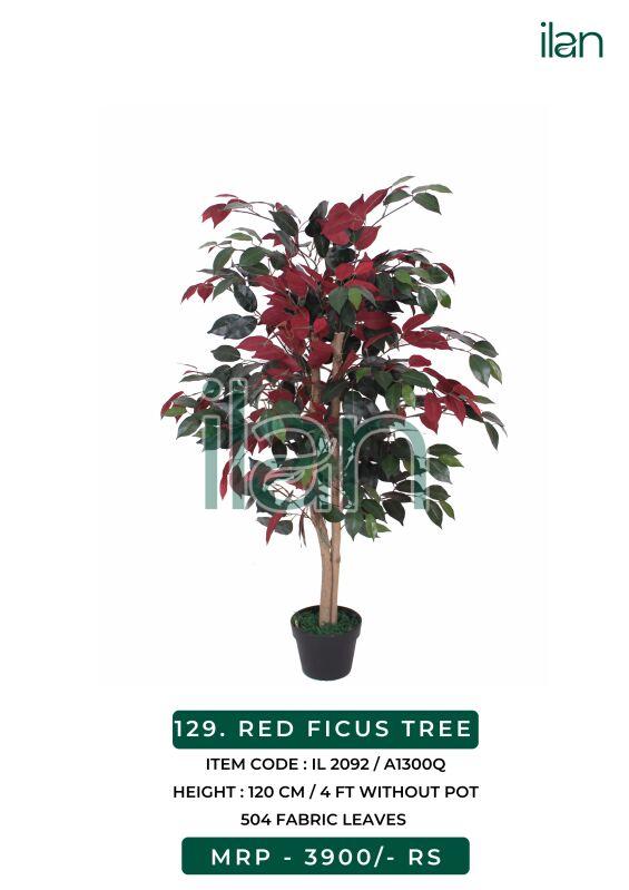 RED FICUS TREE, Size : 4 FT