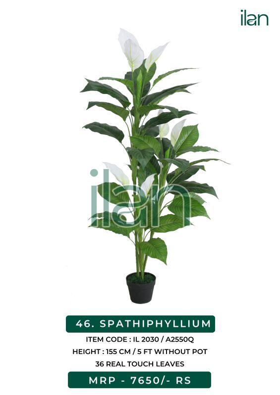 spathiphyllum plant