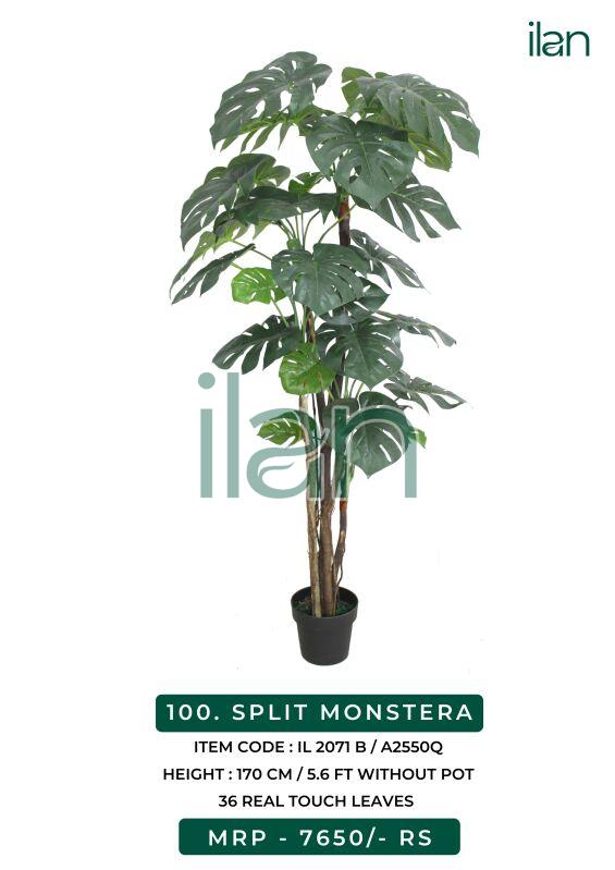 Green SPLIT MONSTERA 2071 B