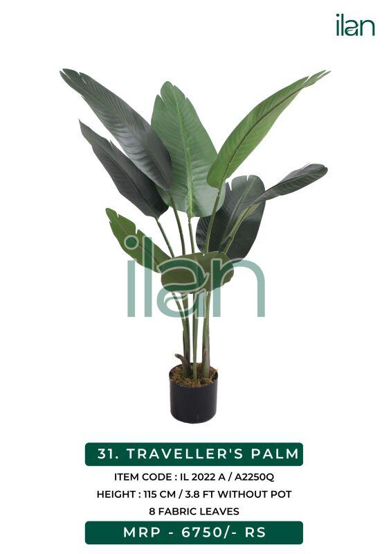 Traveller palm plant, Size : 3.8 FT